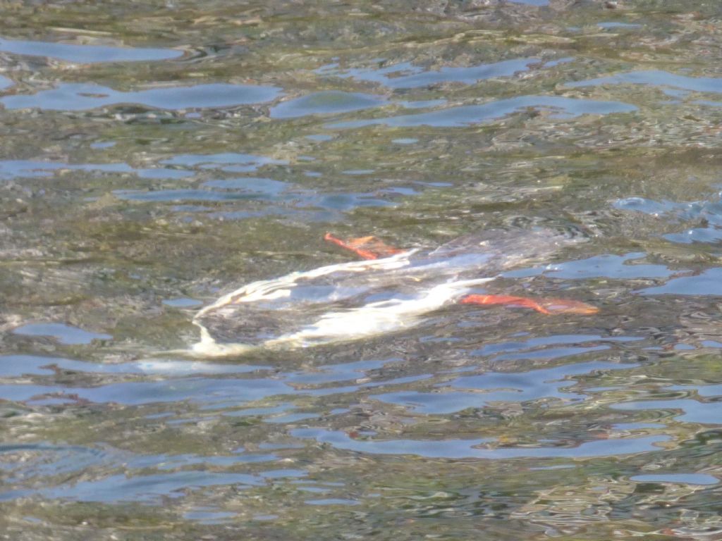 Smergo maggiore a Torino